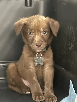 Whiskey