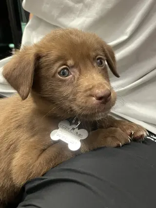 Whiskey