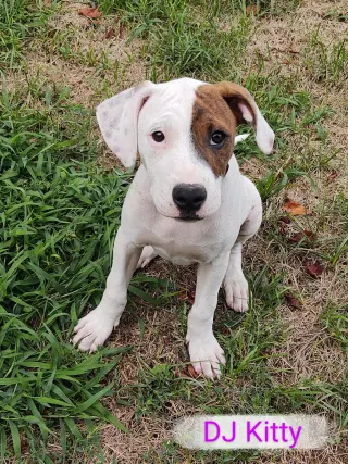 Abby (1.5yo,50lbs)