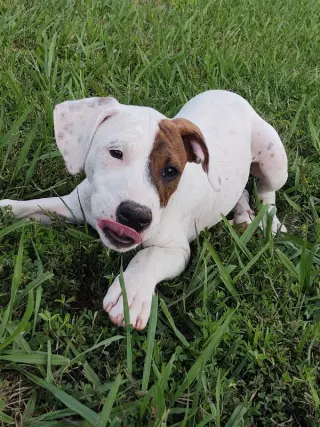 Abby (1.5yo,50lbs)