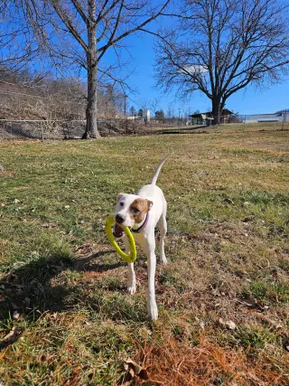 Abby (1.5yo,50lbs)