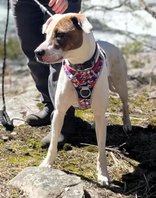 Abby (1.5yo,50lbs)