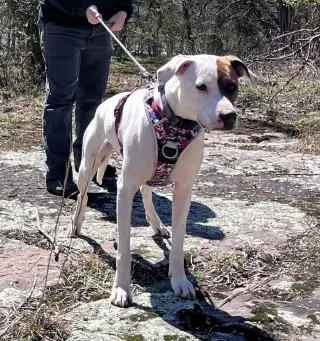 Abby (1.5yo,50lbs)