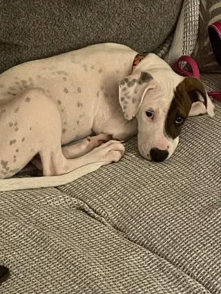 Abby (1.5yo,50lbs)