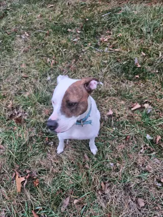 Abby (1.5yo,50lbs)