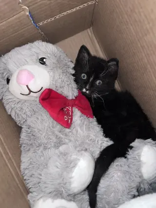 Kylo