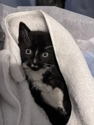 Kylo
