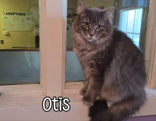 Otis (Bay Bridge #2)