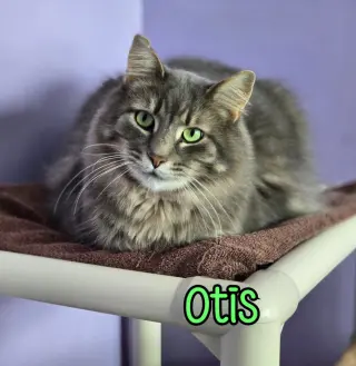 Otis (Bay Bridge #2)