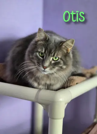 Otis (Bay Bridge #2)