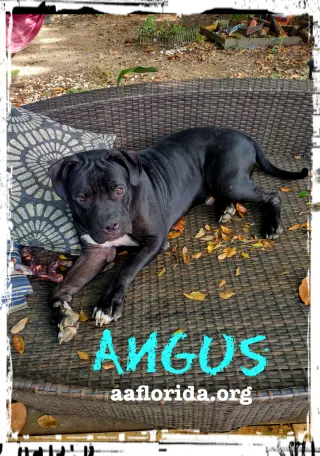 Angus