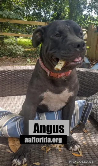 Angus