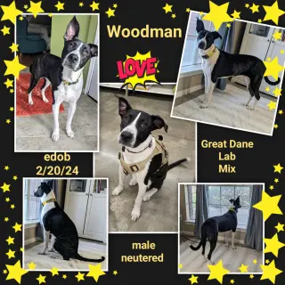 Woodman