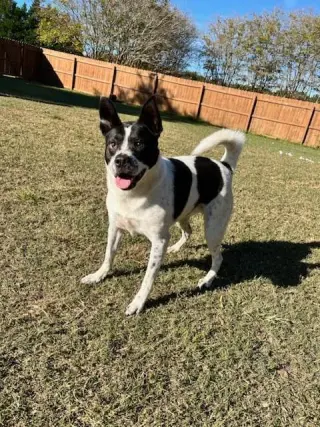 Jolene
