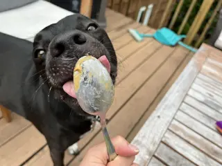 Otis