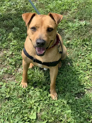 Banjo