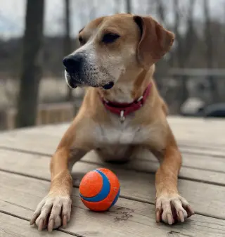 Sampson