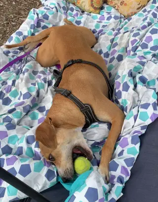 Sampson