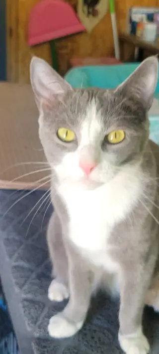 Jasmine - Disney Litter