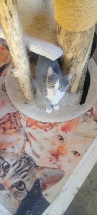 Jasmine - Disney Litter
