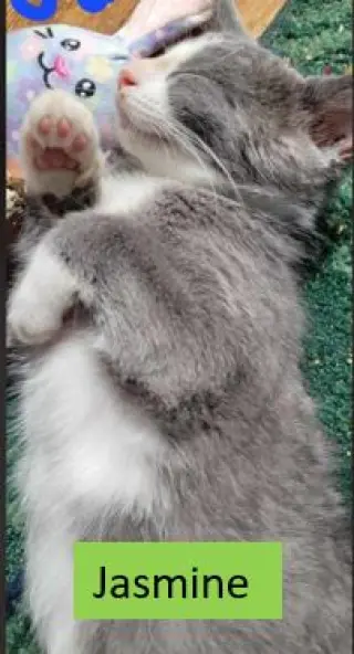 Jasmine - Disney Litter