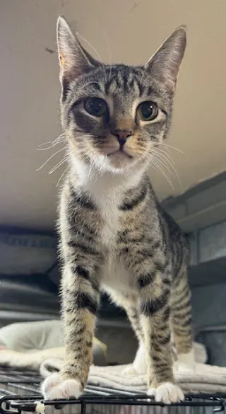 Hamilton