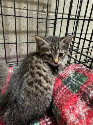Hamilton