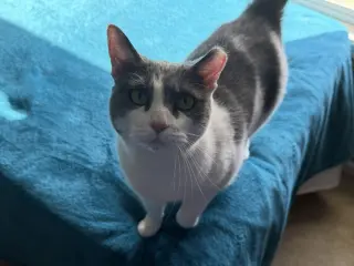 Domino