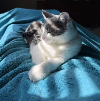 Domino