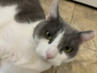 Domino