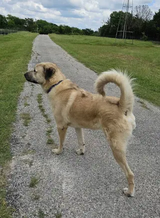 Simon