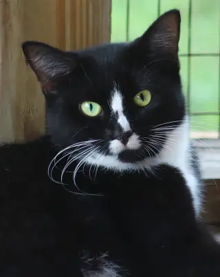 Alma