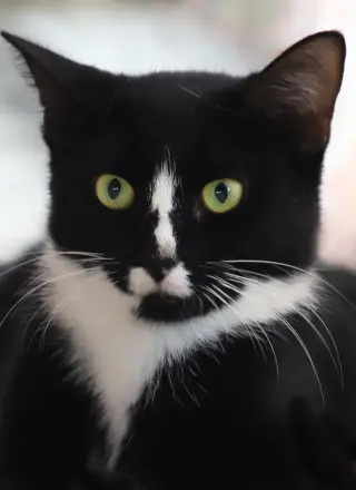 Alma