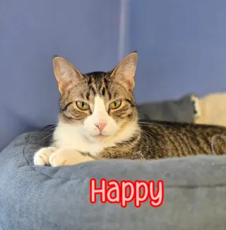 Happy