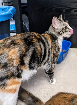 PRISSY (COURTESY POST)