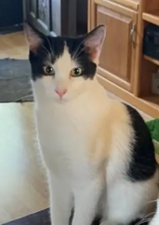 Daisy