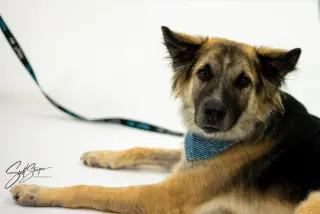 Piper