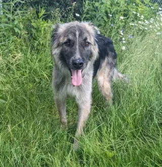 Piper