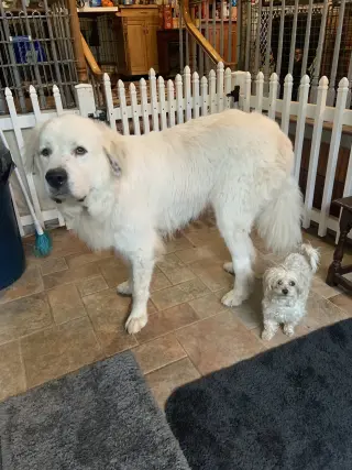 Oso