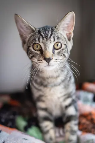 Carlo3