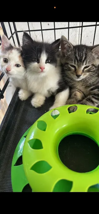 Carlo3