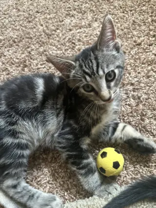 Carlo3