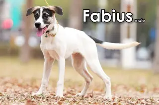 Fabius from Taiwan