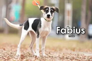 Fabius from Taiwan