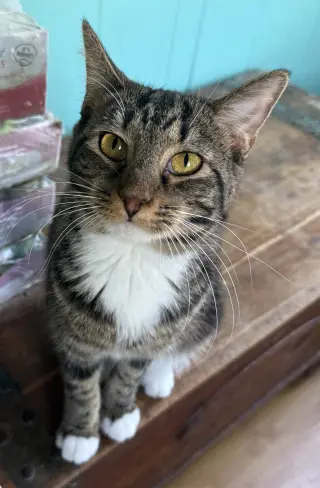 Tulip