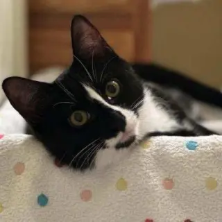Ori