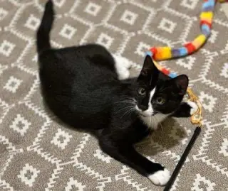 Ori