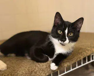 Ori
