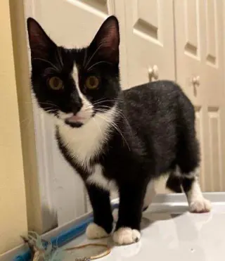 Ori