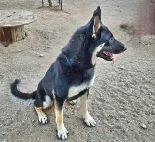 Vargo (Courtesy Post) - Foster or Adopt Me